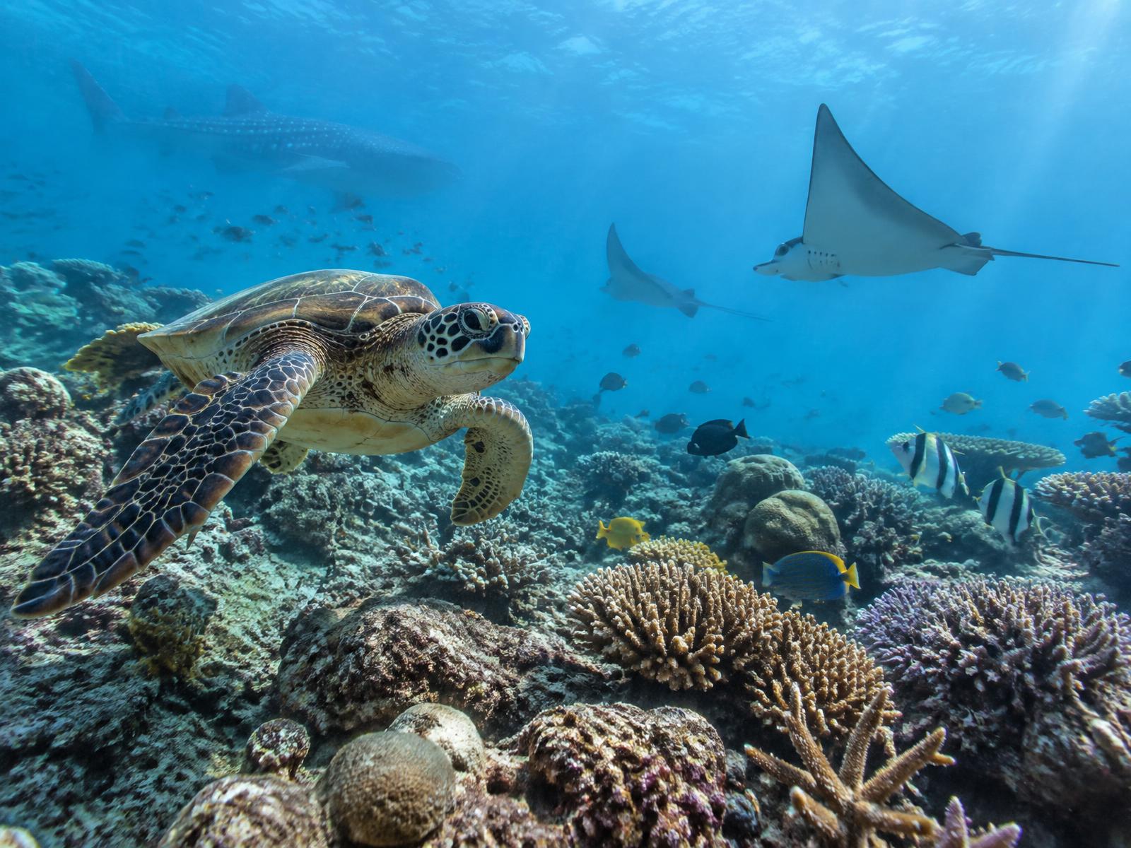 Sea turtle, rays and coral life in the Ningaloo marine ecosystem