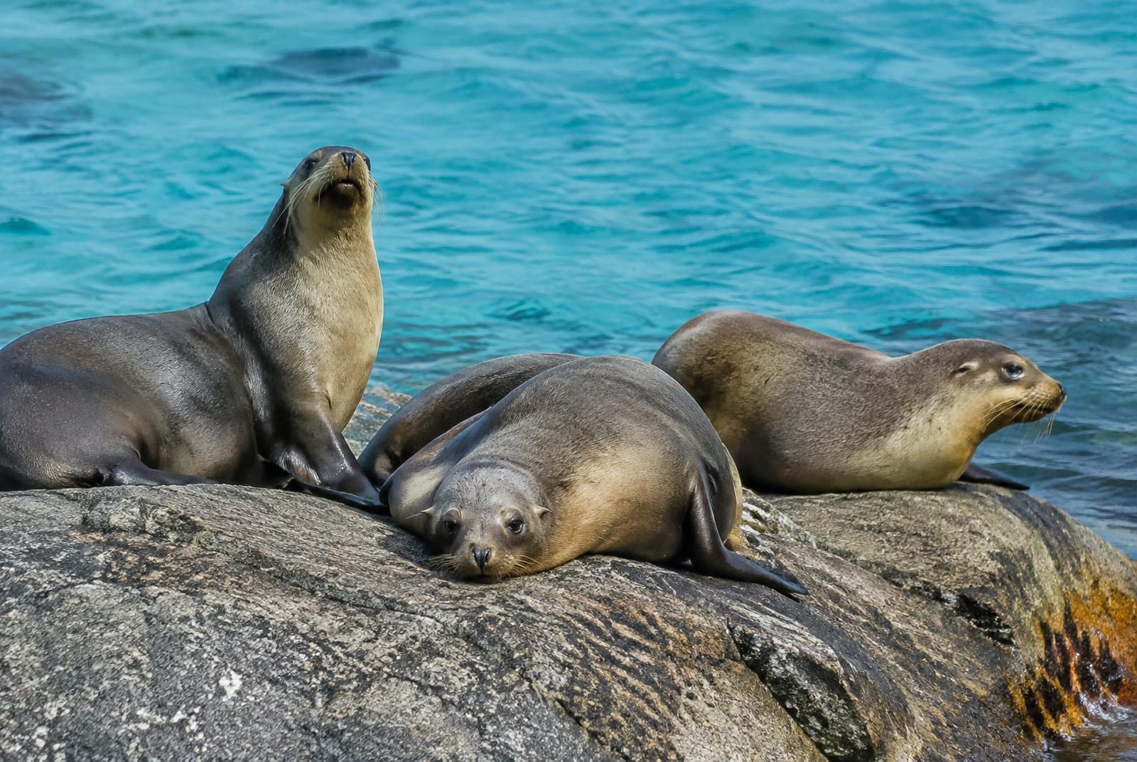 Australian sea lions resting on granite rocks